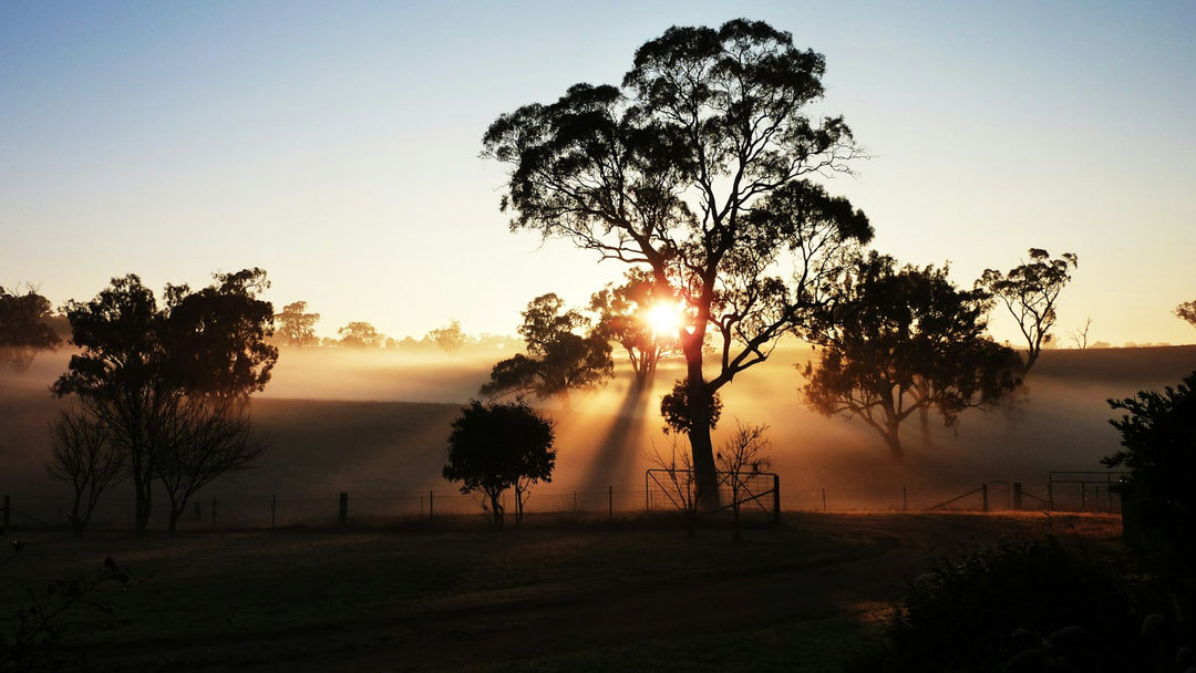 Sunrise over a NSW farm in Australia