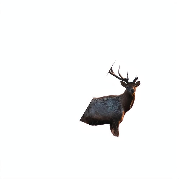 Bushnell Engage DX 20-60x80